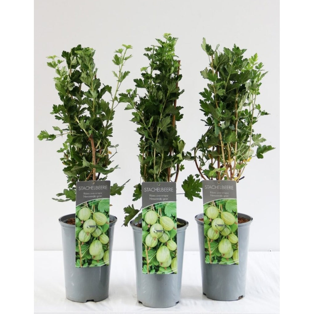 Krusbär – Ribes uva-crispa 'Hinnonmäki Grön' - C3 40-60 CM